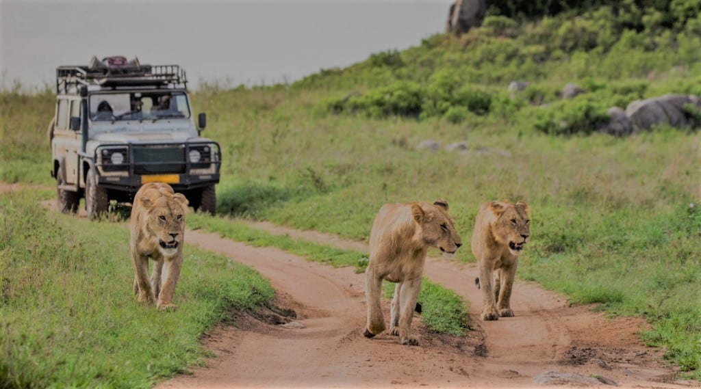 Tanzania Safari Tour